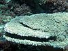 The coral Acropora cytherea