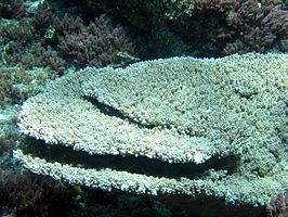 Acropora cytherea