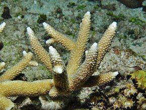 Descrizione dell'immagine Acropora verweyi, coralitos 2.JPG.