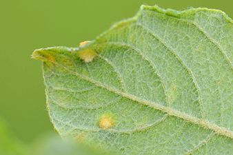 Aculus laevis on Salix cfr cinerea