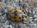 Adalia decempunctata (Linnaeus, 1758)