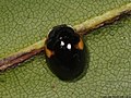 Adalia decempunctata (Linnaeus, 1758)