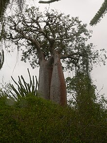 Adansonia rubrostipa 01.jpg