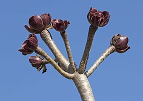 Rameau d'aéonium en arbre. (définition réelle 4 050 × 2 861)