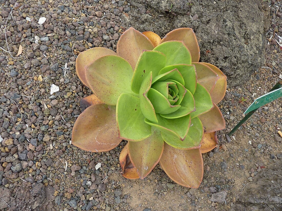 Aeonium nobile