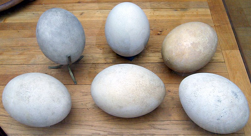 Archivo:Aepyornis eggs.jpg