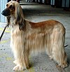 Afghan Hound (Afghanistan)