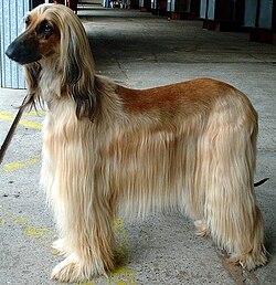 1212 posts. 250px-Afghan_Hound