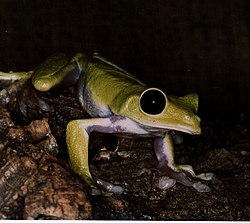 Agalychnis litodryas01.jpg