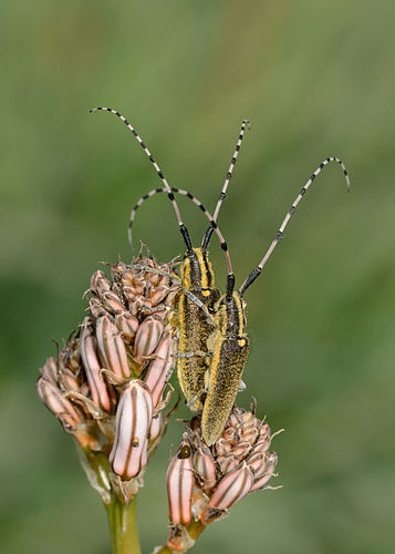 Жуки-усачи Agapanthia pustulifera в заповеднике Нахаль-Снир (Израиль)