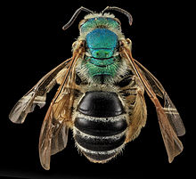 Agapostemon coloradinus, F, back, Shannon Co., S. Dakota 2014-01-09-14.23.04 ZS PMax (12229525165).jpg