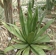 Agave caribaeicola