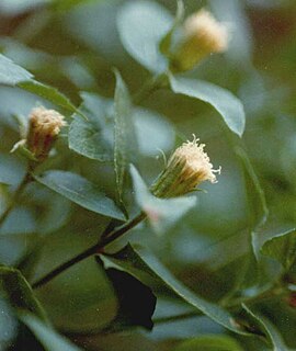 <i>Ageratina shastensis</i> Species of flowering plant