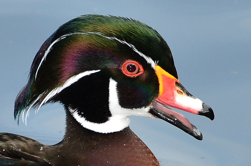 File:Aix sponsa (Wood Duck - Brautente) - Weltvogelpark Walsrode 2012-03.jpg