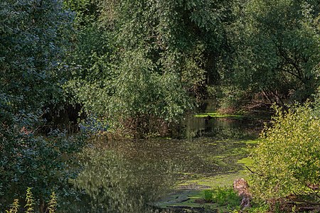 Alluvial forest at the Albkanal Eggenstein-Leopoldshafen