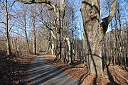 Čeština: Alej Sokolí hnízdo je památné stromořadí č. 103258 dle AOPK v Nových Hradech, okres České Budějovice. English: Avenue of memorable trees in Nové Hrady, České Budějovice District, South Bohemian Region, Czechia.