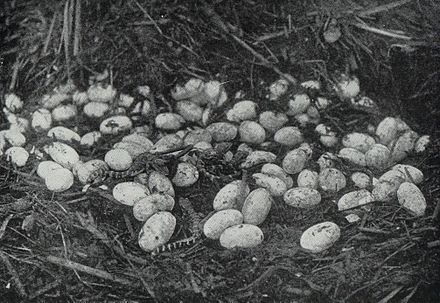 ביצים וצאצאים של אליגטור