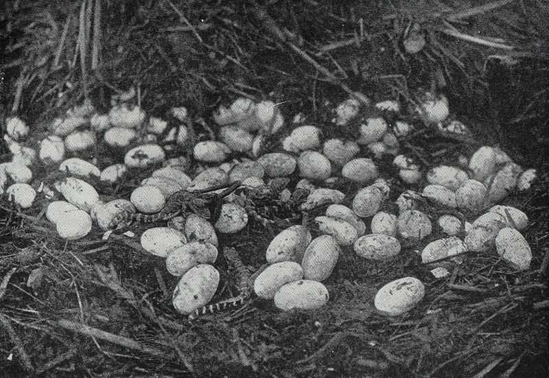 File:Alligator eggs and young alligators.jpg