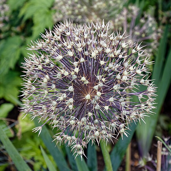 File:Allium cristophii Persian onion Star of Persia.jpg