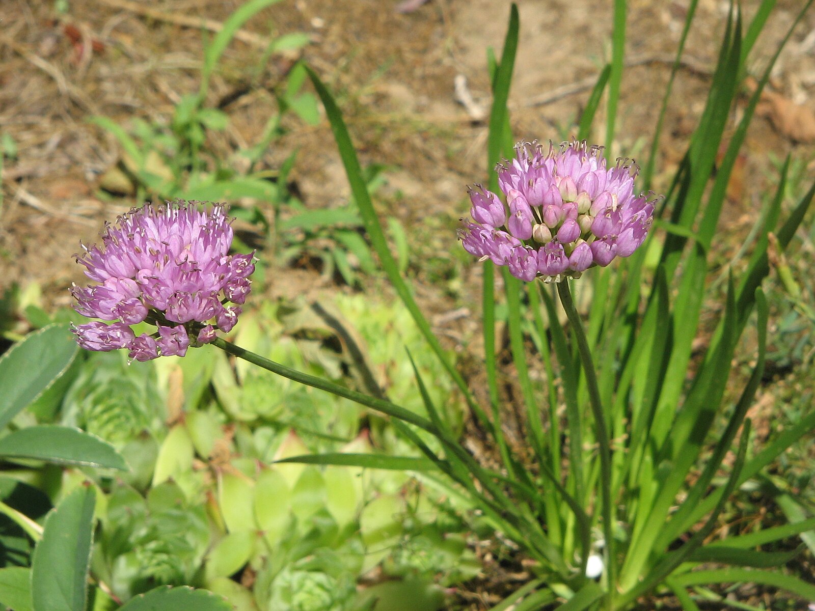 Allium wallichianum