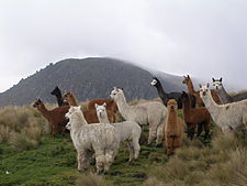 Alpakakuna, Ecuador mamallaktapi