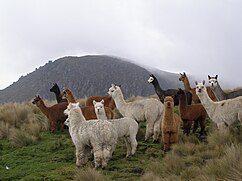 A Huacaya alpaca herd. Alpacas.JPG