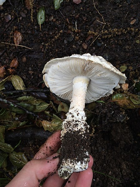 File:Amanita magniverrucata 603427.jpg