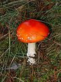 Amanita muscaria