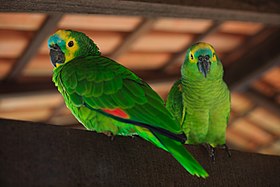 Amazona aestiva -Chapada Imperial, Brazilian Federal District, Brazil-8a.jpg