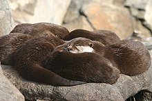 Otter - Simple English Wikipedia, the free encyclopedia