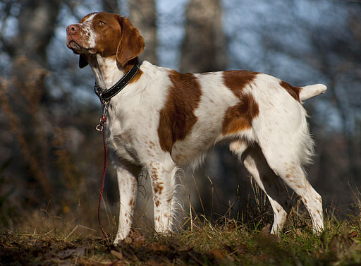 American Brittany standing