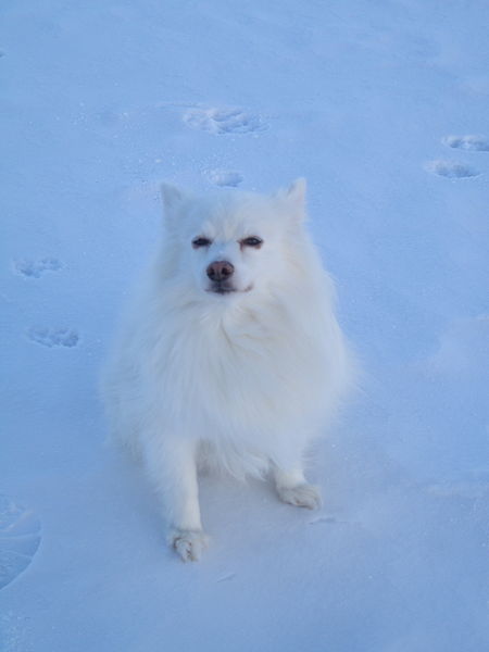 File:American Eskimo dog.JPG