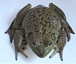 American bullfrog American bullfrog 1.jpg