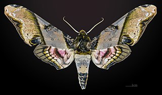 <i>Amplypterus</i> Genus of moths