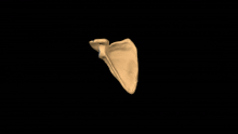 3d model of scapula, along with annotations showing the various parts of the scapula Anatomy of Scapula.gif