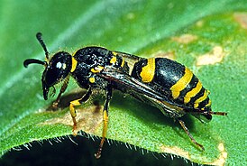 Ancistrocerus gazella