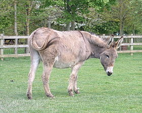 Burro de Cotentin en el ecomuseo de Rennes.