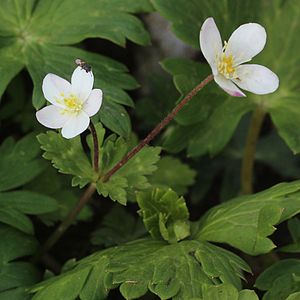 Anemone flaccida two flowers.JPG