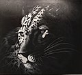 Animales - Leopardo 200x200.jpg