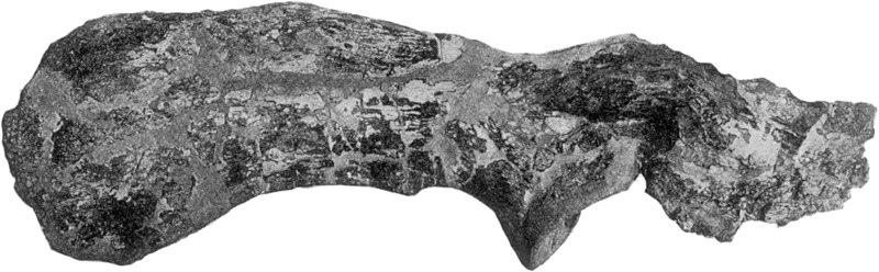 File:Ankylosaurus scapula.jpg