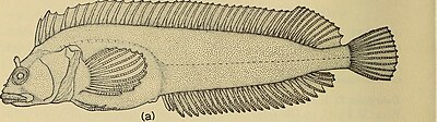 Thumbnail for File:Annals of the South African Museum - Annale van die Suid-Afrikaanse Museum (1969) (18416789841).jpg