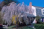 Thumbnail for File:Annandale - Weeping Cherry Tree.jpg