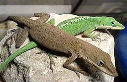 Living male (on top) and female (bottom, with white stripe down her back) Anolis carolinensis, or Carolina anoles Anolis carolinensis (male&female) by Robert Michniewicz.jpg