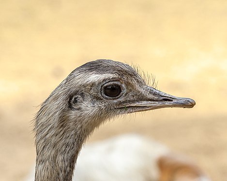 Gazing young ostrich in Lüneburg Heath Wildlife Park