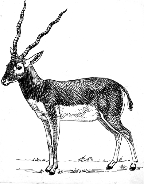 File:Antelope 1 (PSF).png