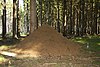 Anthill in natural monument Poust in 2011 (11) .JPG