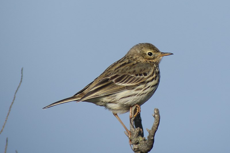 File:Anthus pratensis (32950327474).jpg