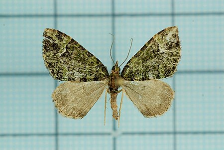 Apithecia viridata