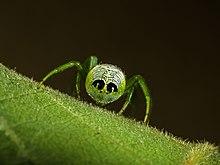 Araneus-praesignis 00 Фото-Роберт-Whyte.jpg