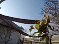 Aranyfa: Bókoló aranyfa (Forsythia suspensa), Kerti aranyfa (Forsythia x intermedia), Képek